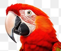 PNG Parrot animal macaw beak. 