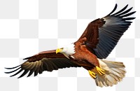 PNG Animal flying eagle beak. 