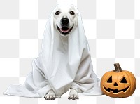 PNG Halloween animal mammal cute. 