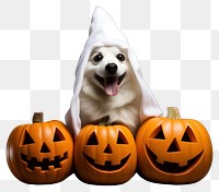 PNG Halloween dog costume pumpkin. AI generated Image by rawpixel.