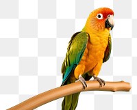 PNG Bird parrot animal lovebird. 