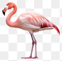 PNG Flamingo animal bird  