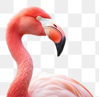 PNG Flamingo animal beak bird