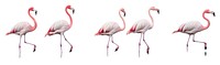 PNG Flamingo animal bird reflection. AI generated Image by rawpixel.