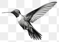 PNG Hummingbird animal flying monochrome. 