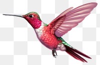 PNG Hummingbird animal beak  