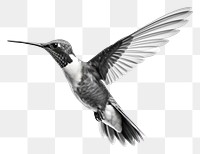 PNG Hummingbird animal flying monochrome. 