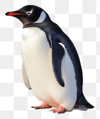 PNG Penguin animal bird side view. AI generated Image by rawpixel.