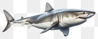 PNG Shark animal fish  