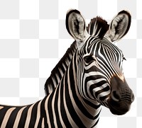 PNG Zebra wildlife animal mammal. 