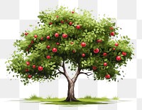 PNG Tree plant apple fruit. 