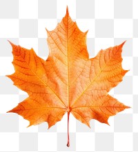 PNG Maple plant leaf tree. AI generated Image by rawpixel.