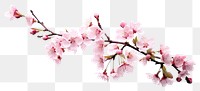 PNG Blossom flower cherry plant. 