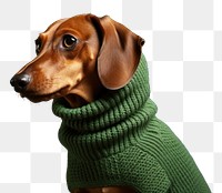 PNG Sweater dachshund animal mammal. 