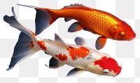 PNG Goldfish animal carp koi. 