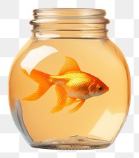 PNG Goldfish animal jar transparent. AI generated Image by rawpixel.