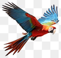 PNG Parrot animal macaw bird