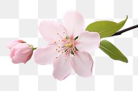 PNG Blossom flower cherry petal. 