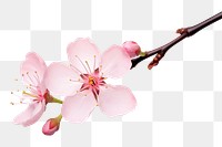 PNG Blossom flower cherry plant. 