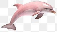 PNG Dolphin animal mammal fish. 