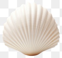 PNG Seashell clam invertebrate. 