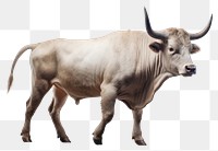 PNG Livestock mammal cattle animal. AI generated Image by rawpixel.