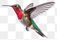 PNG Hummingbird animal white background wildlife. AI generated Image by rawpixel.