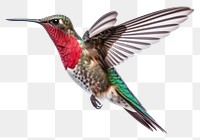 PNG Hummingbird animal wildlife. 