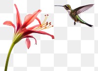 PNG Hummingbird flower animal flying. 