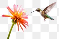 PNG Hummingbird flower animal flying. 