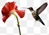 PNG Hummingbird flower animal petal. 