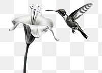 PNG Hummingbird flower animal flying. 