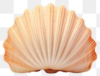 PNG Seashell seafood clam  