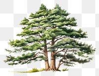 PNG Tree pine drawing sketch. 