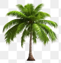 PNG Tree coconut plant  