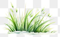 PNG Grass plant green reed. 