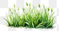 PNG Grass flower plant green. 