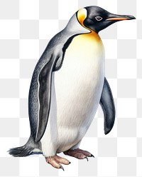 PNG Penguin animal bird  