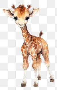 PNG Giraffe wildlife animal mammal