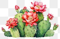PNG Cactus flower plant inflorescence. AI generated Image by rawpixel.