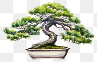 PNG Bonsai plant tree houseplant. 