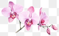 PNG Orchid blossom flower plant. 