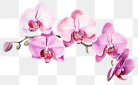 PNG Orchid flower plant pink. 