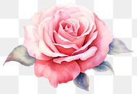 PNG Rose flower petal plant. AI generated Image by rawpixel.