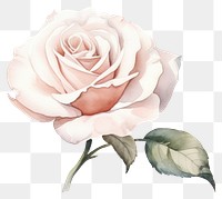 PNG Rose flower plant white. 
