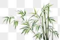 PNG Bamboo plant white background freshness