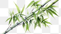 PNG Bamboo plant white background freshness. 