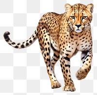 PNG Cheetah wildlife leopard animal. 