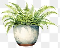 PNG Fern plant houseplant freshness. 