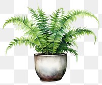 PNG Fern plant leaf houseplant. AI generated Image by rawpixel.